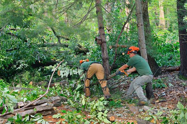 Best Leaf Removal  in Woods Hole, MA